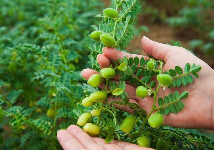 آغاز برداشت ۲۵ هزار تن نخود در آذربایجان‌غربی