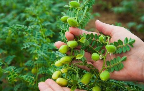آغاز برداشت ۲۵ هزار تن نخود در آذربایجان‌غربی