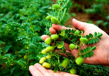 آغاز برداشت ۲۵ هزار تن نخود در آذربایجان‌غربی