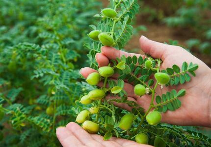 آغاز برداشت ۲۵ هزار تن نخود در آذربایجان‌غربی