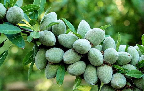 جشنواره بادام در شهر قوشچی برگزار می‌شود