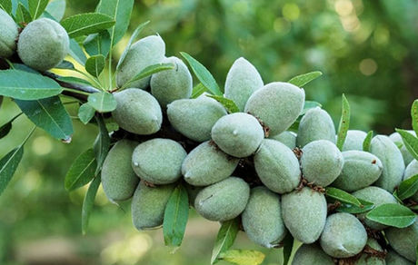 جشنواره بادام در شهر قوشچی برگزار می‌شود