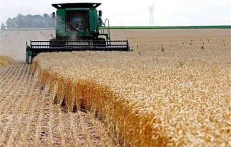 عبور میزان خرید تضمینی گندم از  ۱۱.۳ میلیون تن