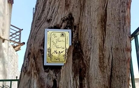 درخت کهنسال سرو سروستان با قدمتی بیش از هفت قرن پلاک‌گذاری شد