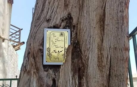 درخت کهنسال سرو سروستان با قدمتی بیش از هفت قرن پلاک‌گذاری شد