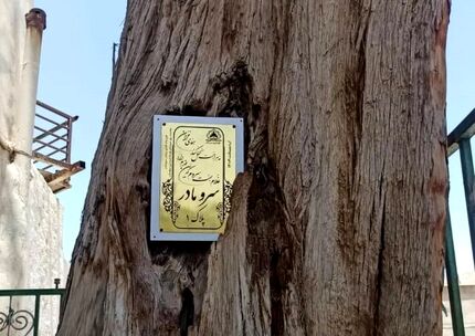 درخت کهنسال سرو سروستان با قدمتی بیش از هفت قرن پلاک‌گذاری شد