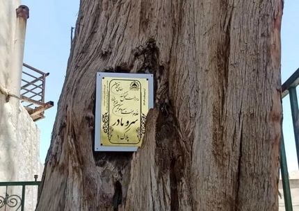 درخت کهنسال سرو سروستان با قدمتی بیش از هفت قرن پلاک‌گذاری شد