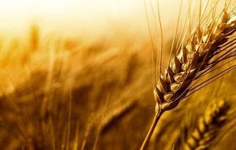 ۲۵۸ هزار تن گندم در استان اردبیل خریداری شده است
