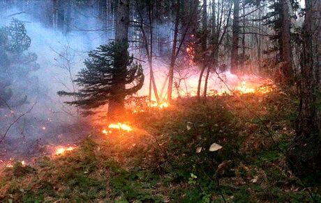 ۱۰۰ هزار هکتار از اراضی جنگلی و مرتعی طی ۵ سال گذشته طعمه حریق شدند