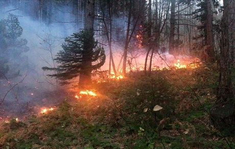 ۱۰۰ هزار هکتار از اراضی جنگلی و مرتعی طی ۵ سال گذشته طعمه حریق شدند