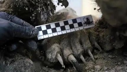 خرس ۳۵۰۰ ساله سالم در یخ‌های سیبری کشف شد!