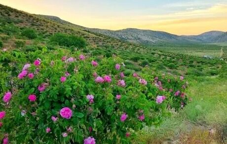 احداث نخستین باغ گل محمدی شهر تهران