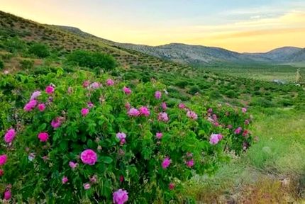 احداث نخستین باغ گل محمدی شهر تهران