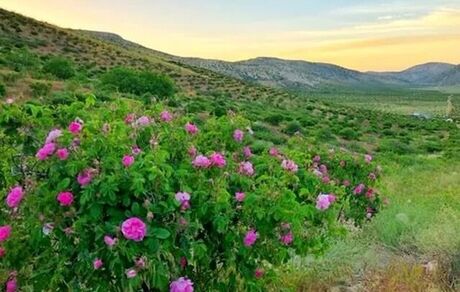 احداث نخستین باغ گل محمدی شهر تهران
