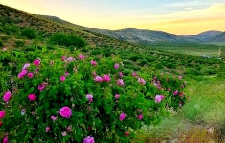 احداث نخستین باغ گل محمدی شهر تهران