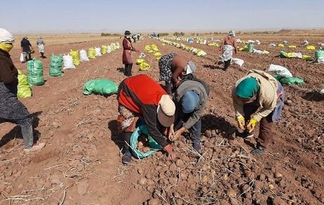 کاهش ۲۵ درصدی برداشت سیب زمینی در تربت حیدریه