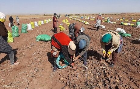 کاهش ۲۵ درصدی برداشت سیب زمینی در تربت حیدریه