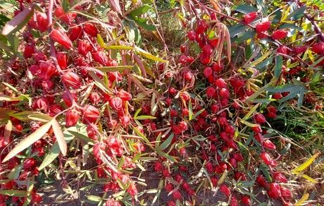 آغاز برداشت چای ترش از ۴۰ هکتار اراضی فنوج