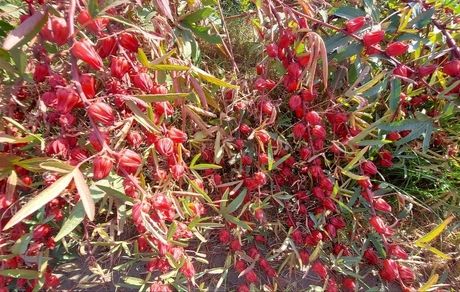 آغاز برداشت چای ترش از ۴۰ هکتار اراضی فنوج