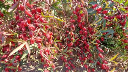 آغاز برداشت چای ترش از ۴۰ هکتار اراضی فنوج
