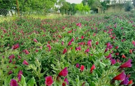 برداشت ۴.۸۸ تن گیاه دارویی در هر هکتار در آذربایجان‌غربی