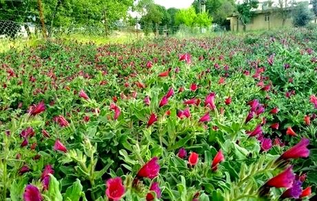 برداشت ۴.۸۸ تن گیاه دارویی در هر هکتار در آذربایجان‌غربی