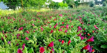 برداشت ۴.۸۸ تن گیاه دارویی در هر هکتار در آذربایجان‌غربی