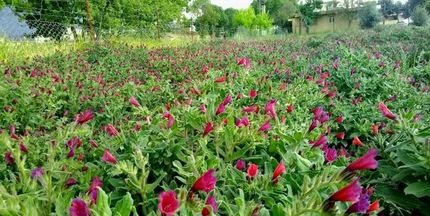 برداشت ۴.۸۸ تن گیاه دارویی در هر هکتار در آذربایجان‌غربی