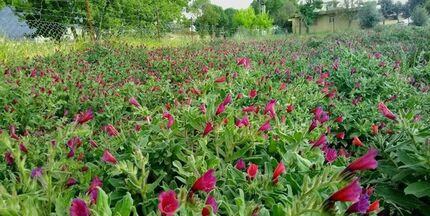 برداشت ۴.۸۸ تن گیاه دارویی در هر هکتار در آذربایجان‌غربی