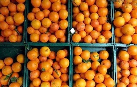 ۱۱ هزار پرتقال شب عید از استان مازندران به نقاط مختلف کشور ارسال شده است