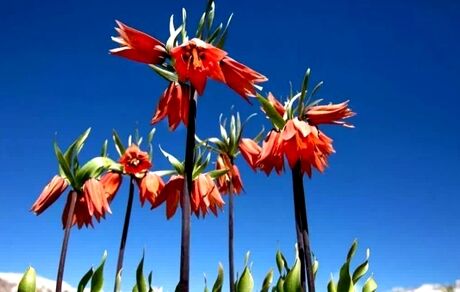 ثبت ملی رویشگاه لاله‌های واژگون در روستای دهنو
