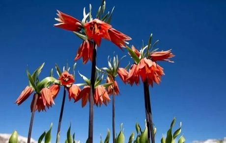 ثبت ملی رویشگاه لاله‌های واژگون در روستای دهنو