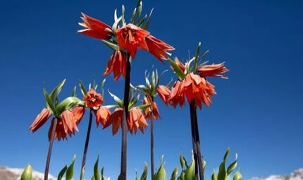 ثبت ملی رویشگاه لاله‌های واژگون در روستای دهنو