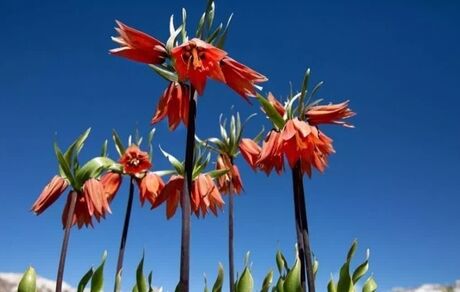 ثبت ملی رویشگاه لاله‌های واژگون در روستای دهنو