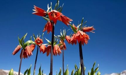 ثبت ملی رویشگاه لاله‌های واژگون در روستای دهنو