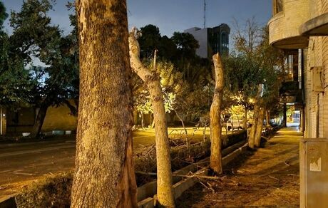 ادامه قطع درختان کهنسال در تهران