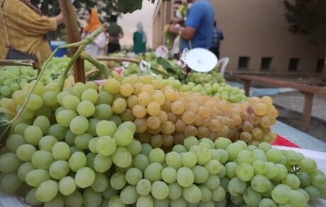جشنواره ملی خوشه برتر در ملایر برگزار شد