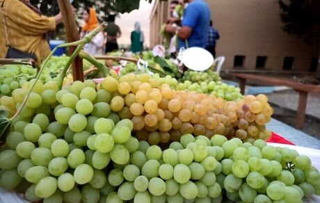 جشنواره ملی خوشه برتر در ملایر برگزار شد