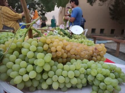 جشنواره ملی خوشه برتر در ملایر برگزار شد