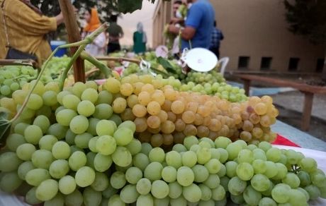 جشنواره ملی خوشه برتر در ملایر برگزار شد