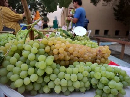 جشنواره ملی خوشه برتر در ملایر برگزار شد