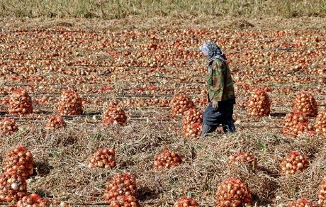 پیش بینی برداشت ۴۰ هزار تن پیاز از مزارع دزفول