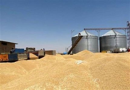 افزایش ۶ برابری خرید گندم مازاد کشاورزان در استان بوشهر