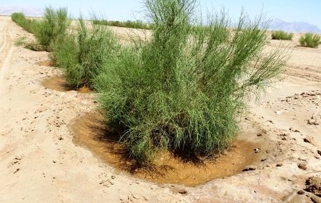 فرسایش شدید خاک در استان بوشهر