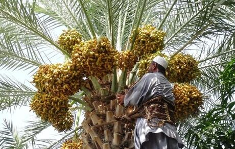 آغاز برداشت خرمای سیستان و بلوچستان از شهر نیکشهر