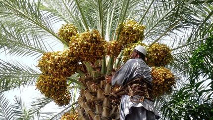آغاز برداشت خرمای سیستان و بلوچستان از شهر نیکشهر
