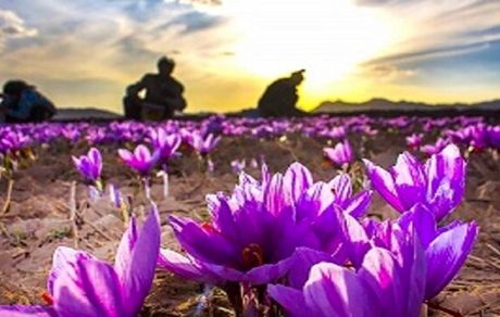 پیش‌بینی برداشت ۳.۵ تن زعفران در استان کرمانشاه