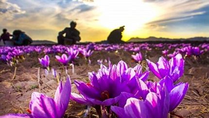 پیش‌بینی برداشت ۳.۵ تن زعفران در استان کرمانشاه
