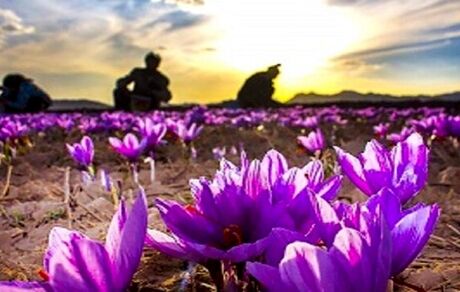 پیش‌بینی برداشت ۳.۵ تن زعفران در استان کرمانشاه