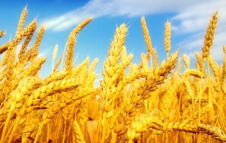 وعده پرداخت مطالبات گندمکاران تا چند روز آینده
